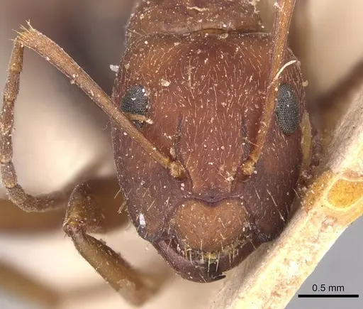 Camponotus juliae specimen CASENT0905480 image casent0905480_2