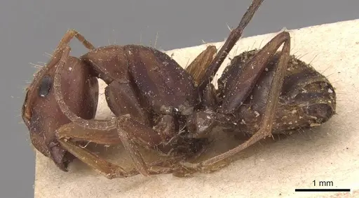 Camponotus juliae specimen CASENT0905480 image casent0905480_3