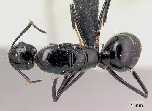 Camponotus karaha specimen CASENT0067554 image casent0067554_1
