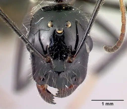 Camponotus karaha specimen CASENT0067554 image casent0067554_2