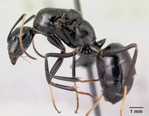 Camponotus karaha specimen CASENT0067554 image casent0067554_3