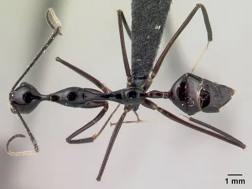 Camponotus karaha specimen CASENT0067555 image casent0067555_1