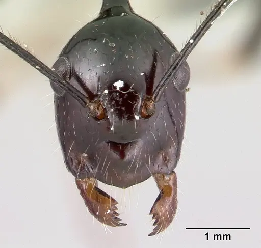 Camponotus karaha specimen CASENT0067555 image casent0067555_2