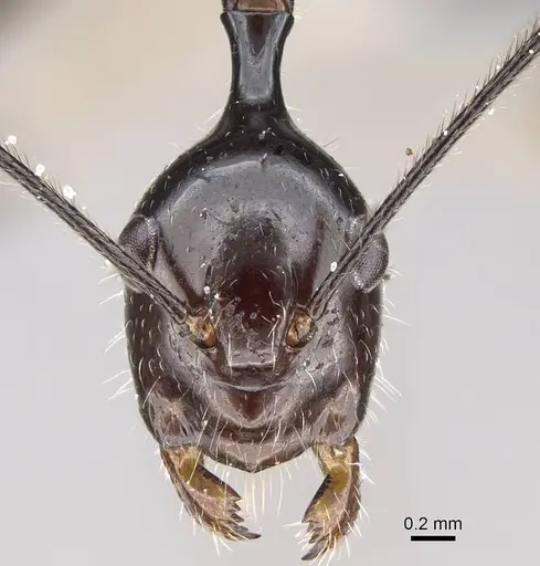 Camponotus karaha specimen CASENT0067555 image casent0067555_3
