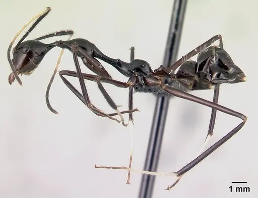 Camponotus karaha specimen CASENT0067555 image casent0067555_4