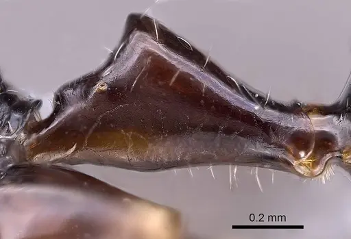 Camponotus karaha specimen CASENT0067555 image casent0067555_5