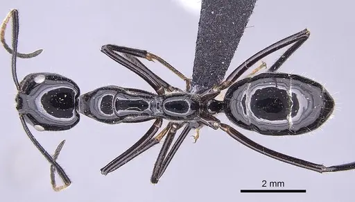 Camponotus karaha specimen CASENT0151921 image casent0151921_1