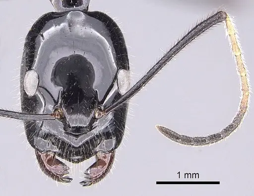 Camponotus karaha specimen CASENT0151921 image casent0151921_2
