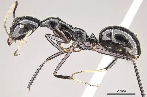 Camponotus karaha specimen CASENT0151921 image casent0151921_3