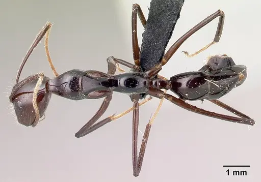 Camponotus karaha specimen CASENT0179435 image casent0179435_1