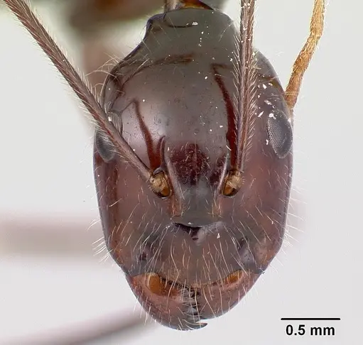 Camponotus karaha specimen CASENT0179435 image casent0179435_2