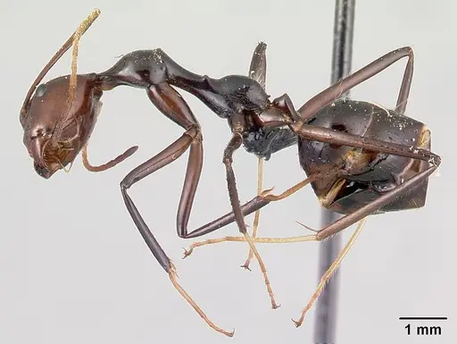 Camponotus karaha specimen CASENT0179435 image casent0179435_3