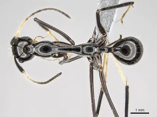Camponotus karaha specimen CASENT0353274 image casent0353274_1