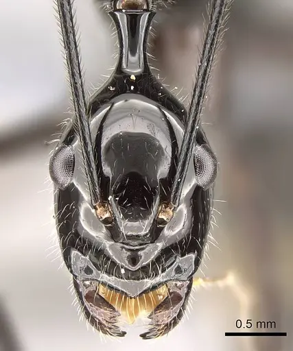 Camponotus karaha specimen CASENT0353274 image casent0353274_2