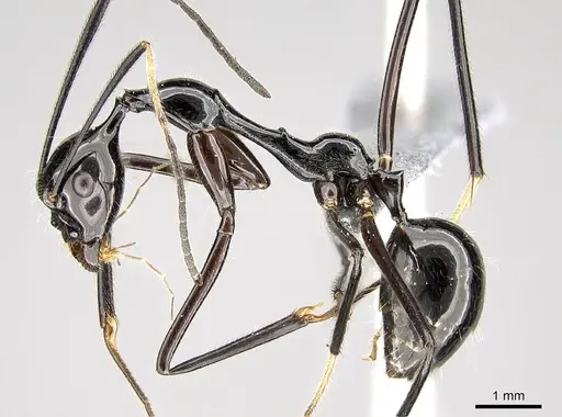 Camponotus karaha specimen CASENT0353274 image casent0353274_3