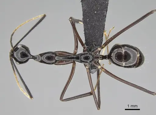 Camponotus karaha specimen CASENT0487715 image casent0487715_1
