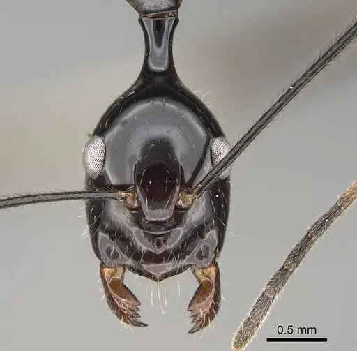 Camponotus karaha specimen CASENT0487715 image casent0487715_2