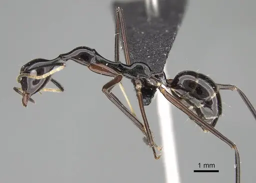 Camponotus karaha specimen CASENT0487715 image casent0487715_3
