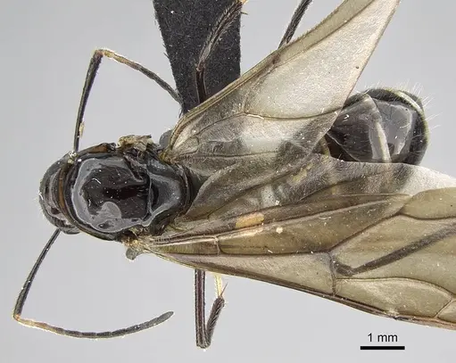 Camponotus karaha specimen CASENT0497942 image casent0497942_1
