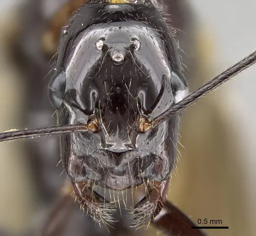 Camponotus karaha specimen CASENT0497942 image casent0497942_2