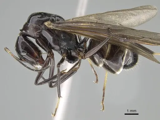 Camponotus karaha specimen CASENT0497942 image casent0497942_3
