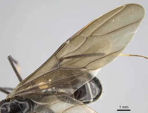 Camponotus karaha specimen CASENT0497942 image casent0497942_4