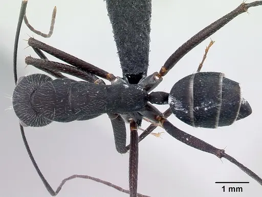 Camponotus karsti specimen CASENT0217292 image casent0217292_1