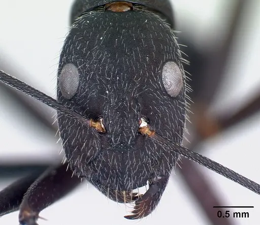 Camponotus karsti specimen CASENT0217292 image casent0217292_2