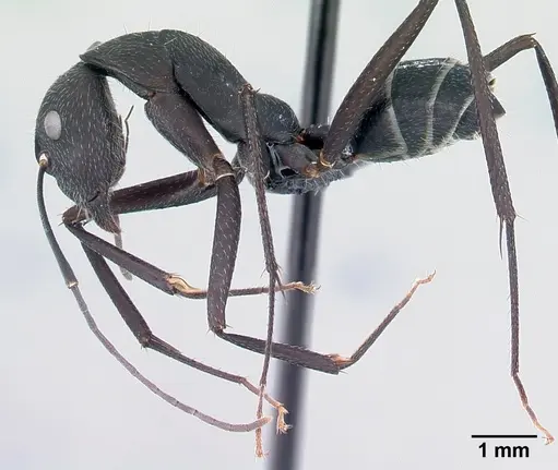 Camponotus karsti specimen CASENT0217292 image casent0217292_3