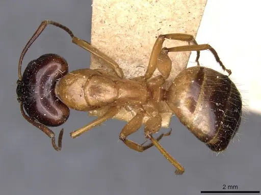 Camponotus kattensis specimen CASENT0910175 image casent0910175_1