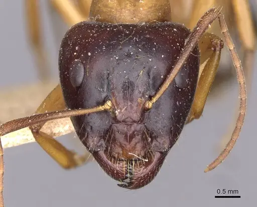 Camponotus kattensis specimen CASENT0910175 image casent0910175_2