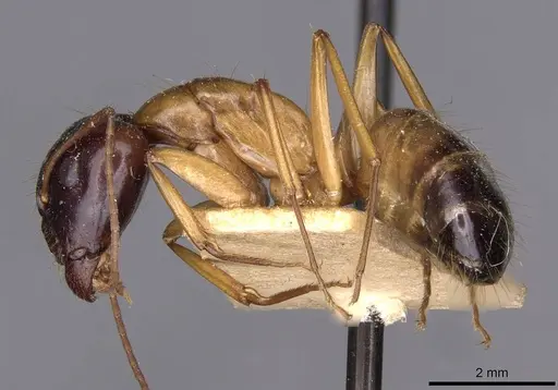 Camponotus kattensis specimen CASENT0910175 image casent0910175_3