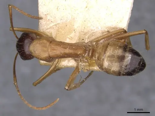 Camponotus kattensis specimen CASENT0910176 image casent0910176_1