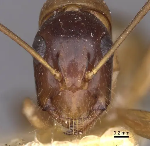 Camponotus kattensis specimen CASENT0910176 image casent0910176_2