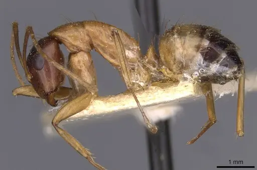 Camponotus kattensis specimen CASENT0910176 image casent0910176_3