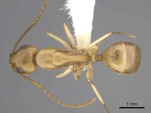 Camponotus kaura specimen CASENT0249613 image casent0249613_1