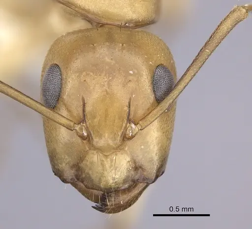 Camponotus kaura specimen CASENT0249613 image casent0249613_2