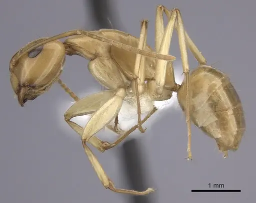 Camponotus kaura specimen CASENT0249613 image casent0249613_3