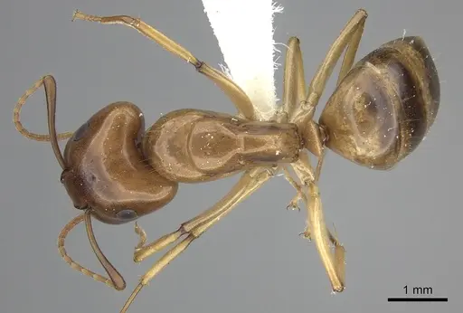 Camponotus kaura specimen CASENT0249614 image casent0249614_1