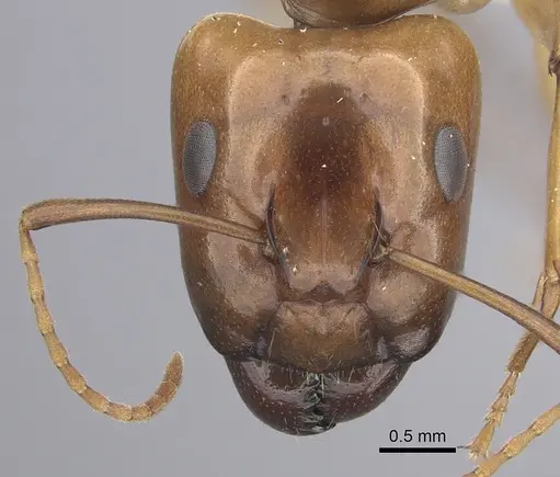Camponotus kaura specimen CASENT0249614 image casent0249614_2