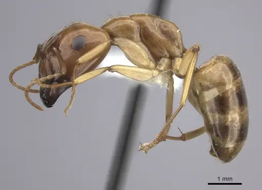 Camponotus kaura specimen CASENT0249614 image casent0249614_3