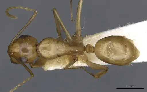 Camponotus kaura specimen CASENT0903618 image casent0903618_1