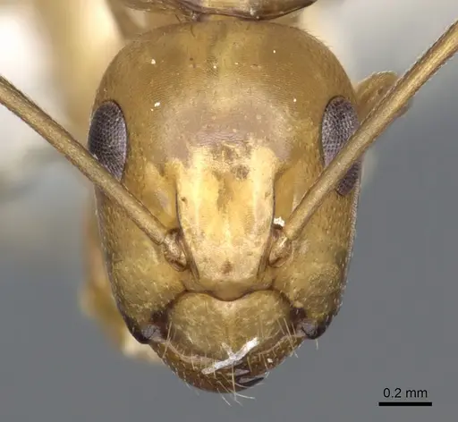 Camponotus kaura specimen CASENT0903618 image casent0903618_2