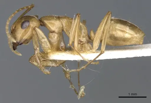Camponotus kaura specimen CASENT0903618 image casent0903618_3
