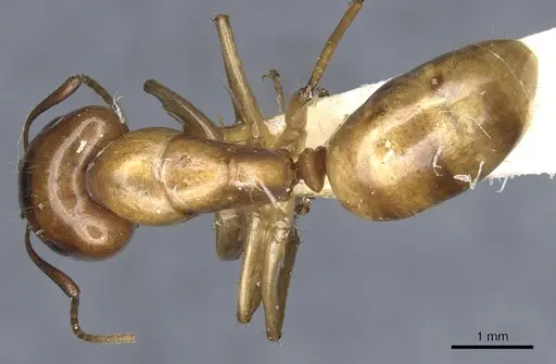 Camponotus kaura specimen CASENT0903619 image casent0903619_1