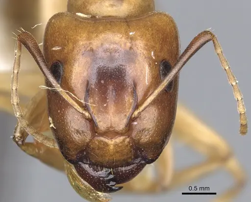 Camponotus kaura specimen CASENT0903619 image casent0903619_2