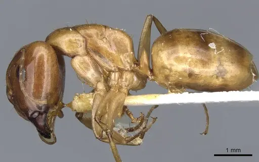 Camponotus kaura specimen CASENT0903619 image casent0903619_3