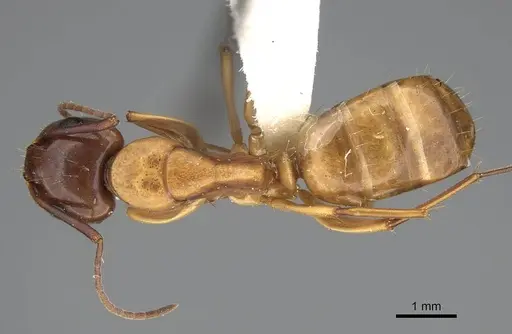 Camponotus keiferi specimen CASENT0217669 image casent0217669_1