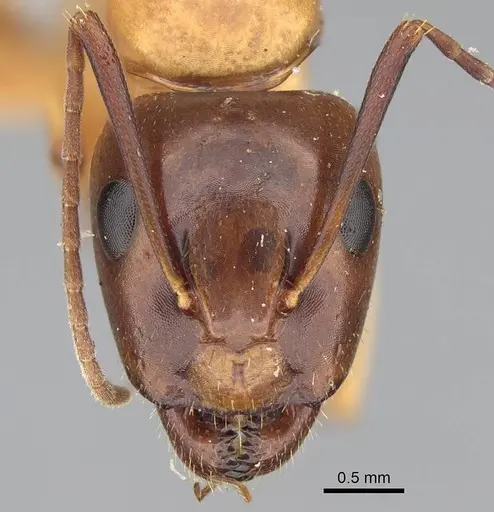 Camponotus keiferi specimen CASENT0217669 image casent0217669_2
