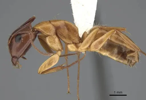 Camponotus keiferi specimen CASENT0217669 image casent0217669_3